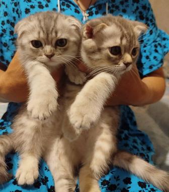 Котята шатланские вислоухие