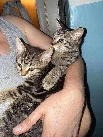 Отдам котят