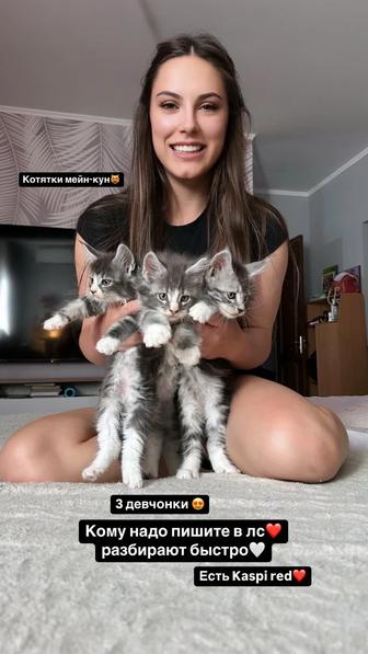 Продам котят породы Мейн-Кун