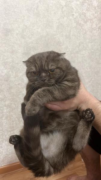 Отдам породистую кошку