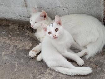 Бесплатно белый мальчик, котенок Ангора, домашний, без глистов и блох.