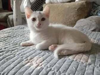 Бесплатно белый мальчик, котенок Ангора, домашний, без глистов и блох.