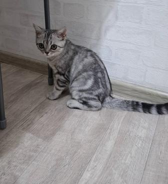 Продам котенок