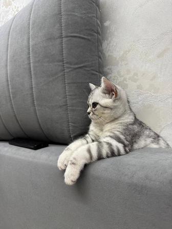 Продам котенок