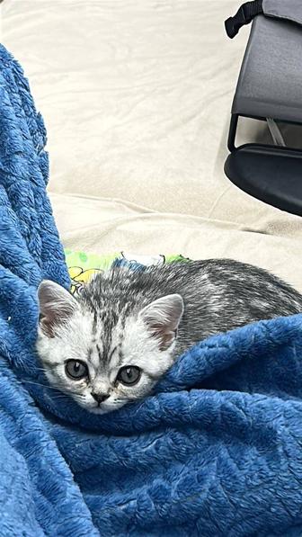 Продам котенок