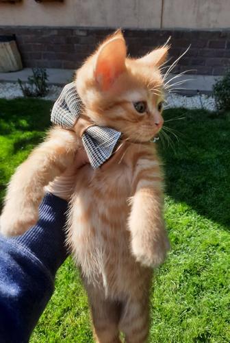 Котенок даром
