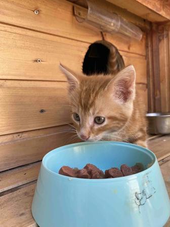 Котенок в добрые руки