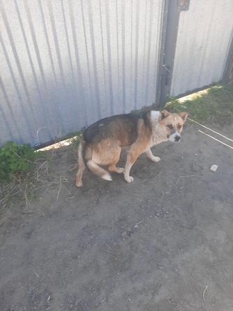 Отдам собаку добрым людям