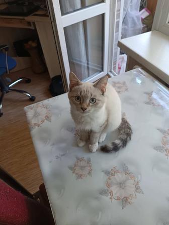 Отдам котенка