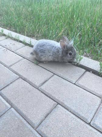 Продам кролика с клеткой