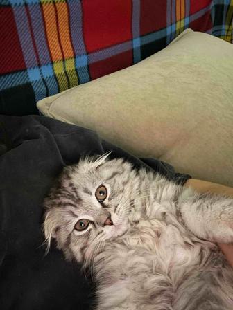 Продам котенка 2,5 месяца