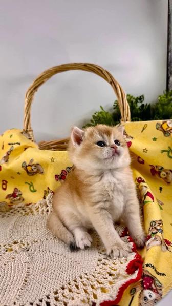 Британские золотые шиншиллы