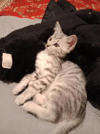 Котенок шотландский очень игривый сладкий к лотку приучен здоровый 2 месяца