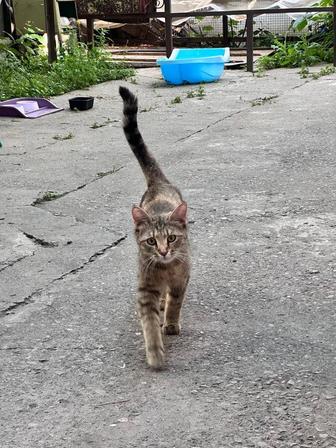 Отдам кошку в хорошие руки