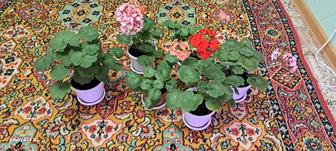 Пеларгонии зональные. Самовывоз. Район курмыш.