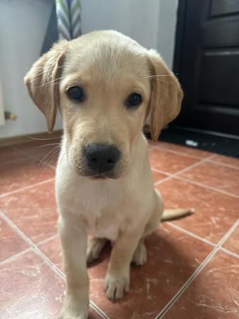 Срочно Продам Щенка Лабрадор 3 Месяца
