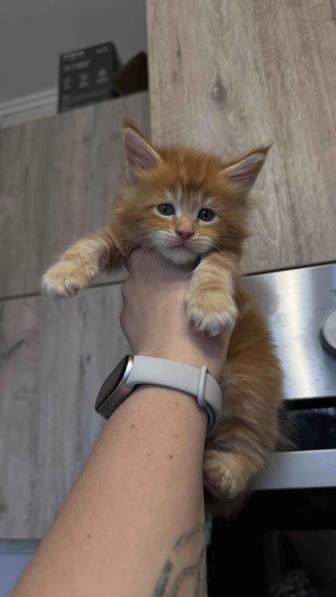 Котята Мейн - кун