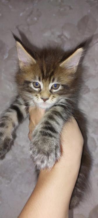 Котята Мейн - кун