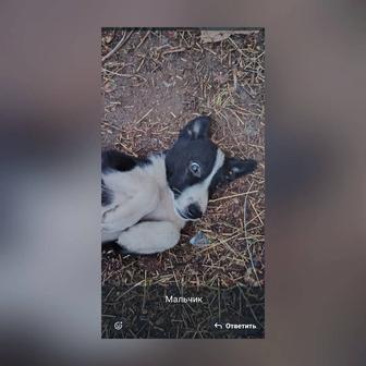 В самые ответственные руки щенки