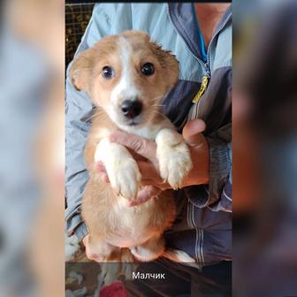 В самые ответственные руки щенки