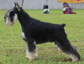 Цвергшнауцер. Алиментный щенок.
