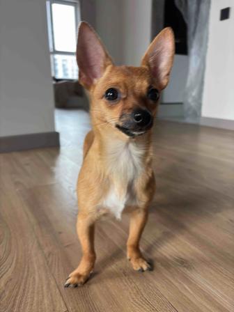 Продам собаку чихуахуа