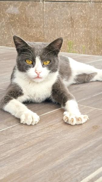 Котенка в добрые руки