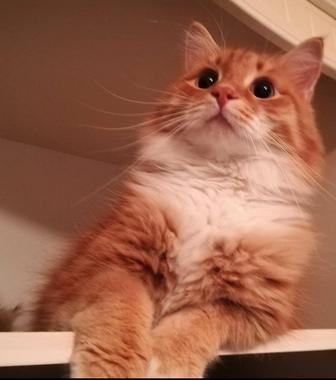 Потерялся кот