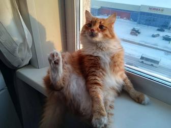 Потерялся кот