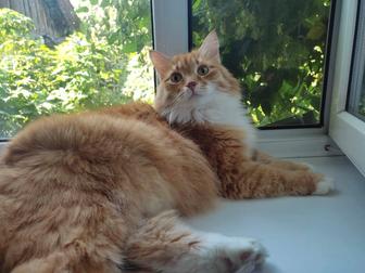 Потерялся кот