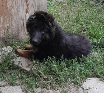 Продам щенков немецкой овчарки
