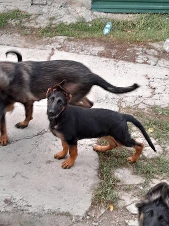 Продам щенков немецкой овчарки