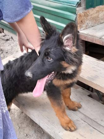 Продам щенков немецкой овчарки