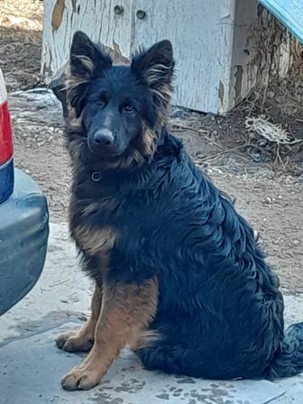 Продам щенков немецкой овчарки