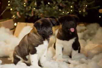 Породные мощные щенки Американской Акиты