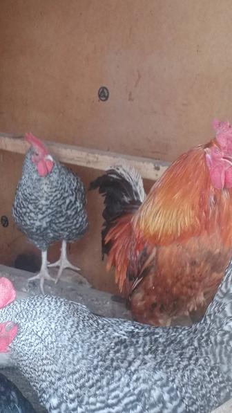 Продам петухов