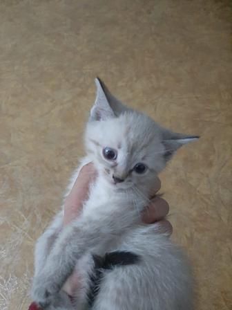 Отдам котика в добрые руки