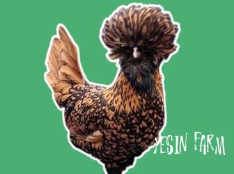 Инкубационные яйца кур свежие партии для инкубации