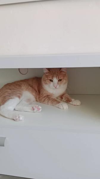 Отдам кота в добрые руки