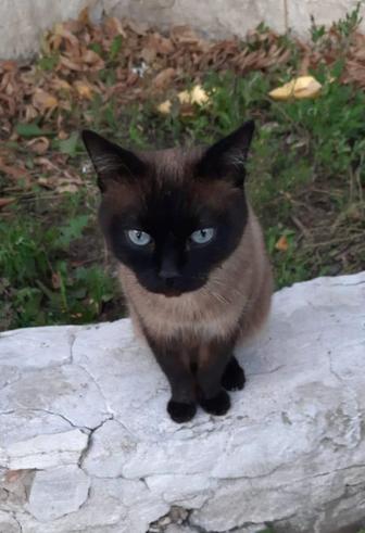 Кот