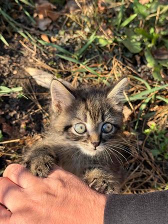 Отдам котенка в хорошие руки