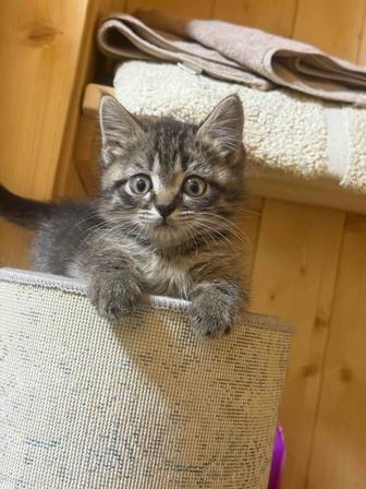 Отдам котенка в хорошие руки