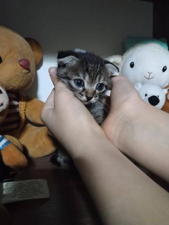 Кошечка вислоухая