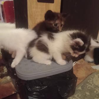 Кошки