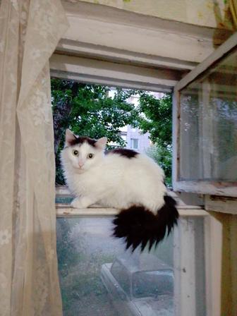 Отдам котиков бесплатно