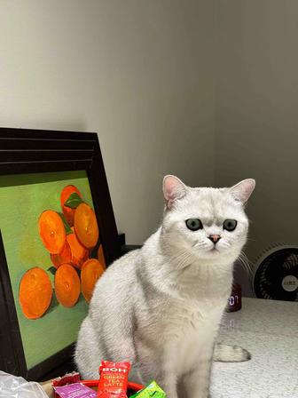 Помогу с поступлением на учебу зарубеж