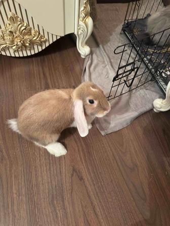 Кролик декоративный