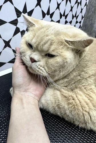 Стрижка кошек Караганда