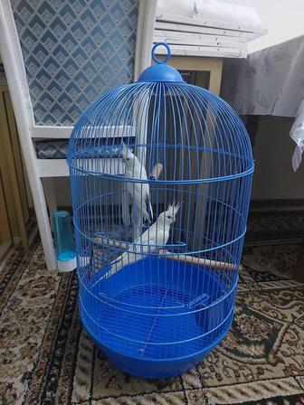 Корелла пара белые с гнездом