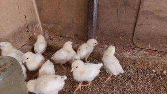 Суточные цыплята (курочки)